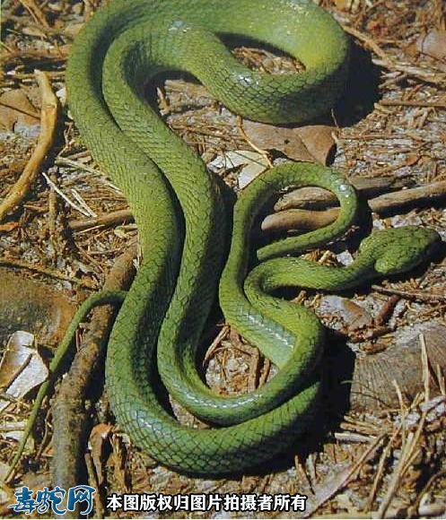 绿林蛇图片2