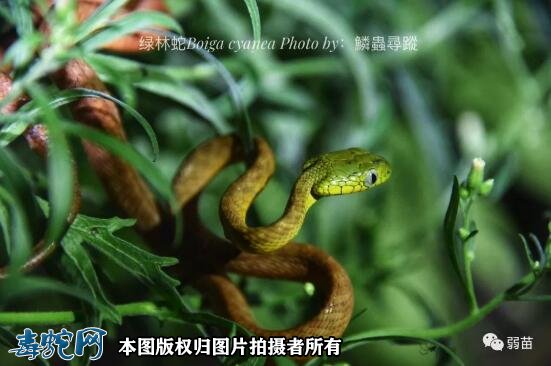 绿林蛇图片5