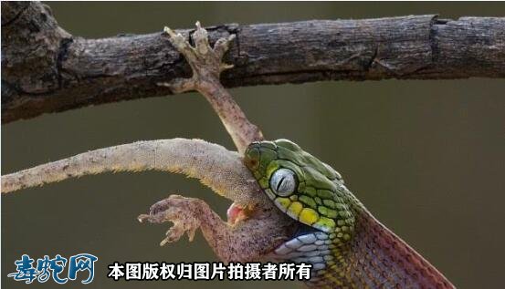绿林蛇图片8